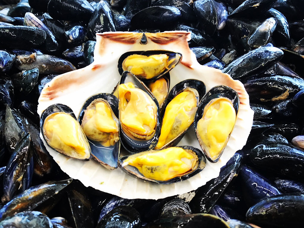 Moules de Bouchot